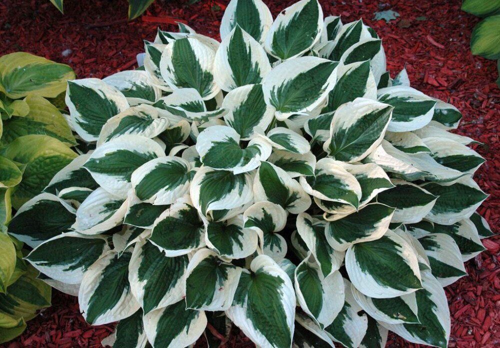 HOSTA 'PATRIOT' HARDY PERENNIAL SHADE PLANT FOLIAGE LAVENDER HUMMINGBIRD LILY