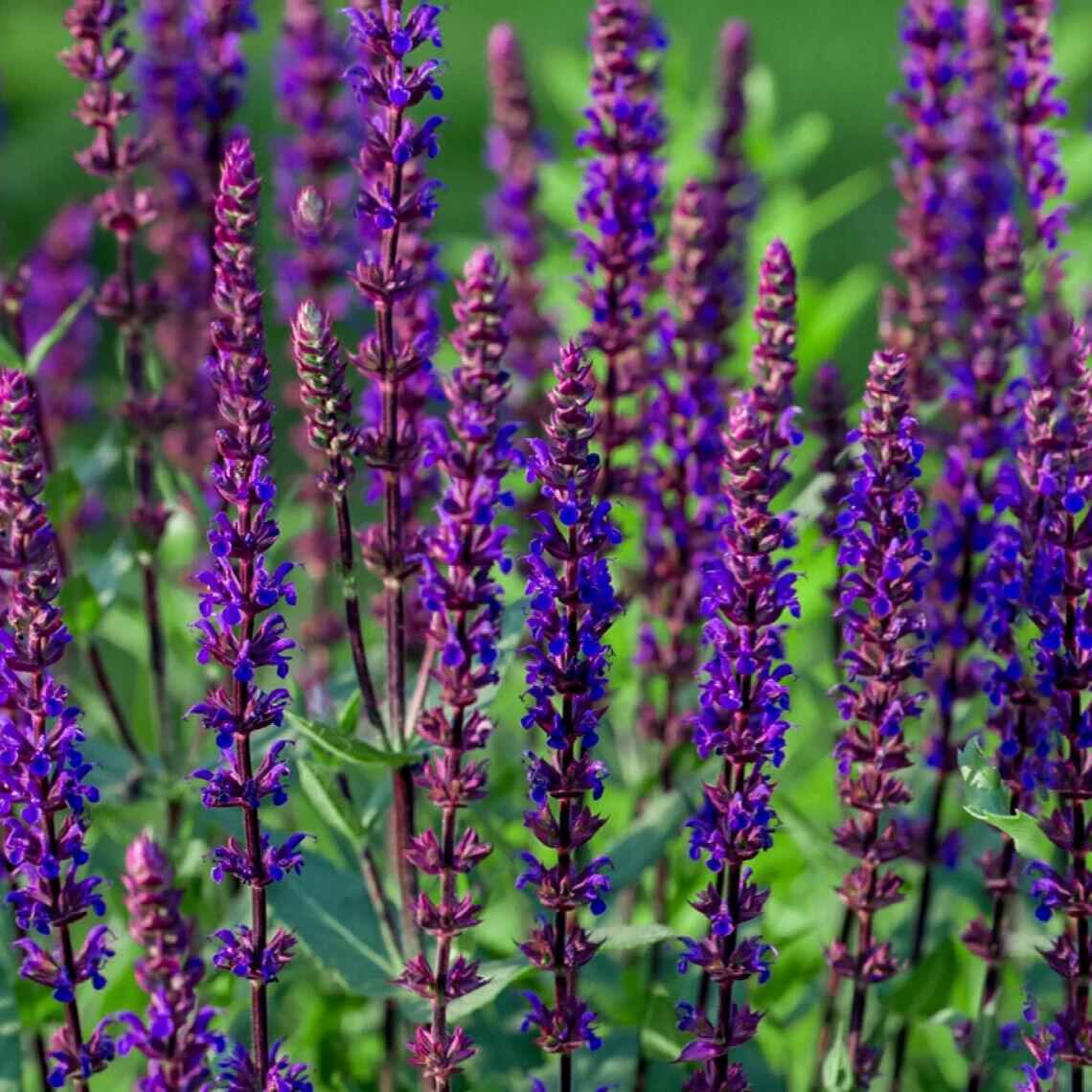 SALVIA NEMOROSA~CARADONNA~DARK PURPLE SAGE PLANTS AROMATIC HARDY PERENNIAL FUN!!
