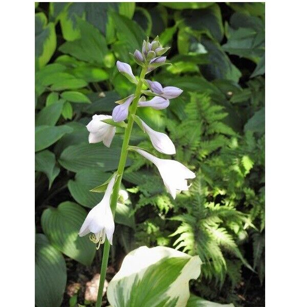 HOSTA 'SILK ROAD' HARDY PERENNIAL SHADE PLANT WHITE PLANTAIN LILY HUMMINGBIRDS!!