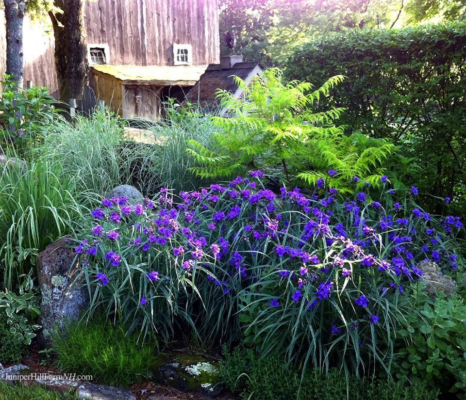 TRADESCANTIA~CONCORD GRAPE~SPIDERWORT PLANT HARDY PERENNIAL SHOWY PURPLE FLOWERS
