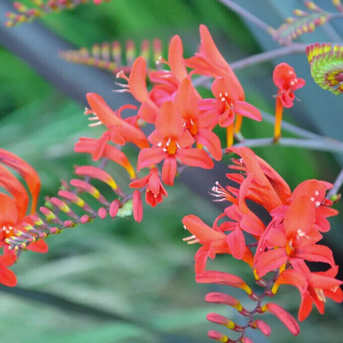 PICK YOUR DRAGON FLOWER - Choose From (7) Different Types of Crocosmia Bulbs!!!