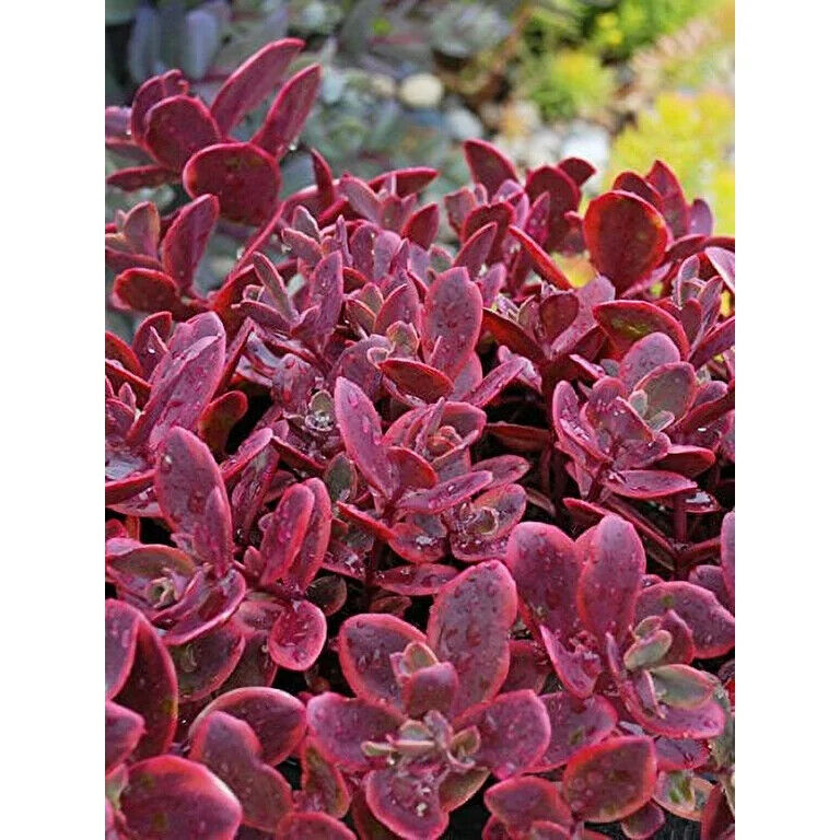 SEDUM SUNSPARKLER 'WILDFIRE' LIVE STONECROP PLANT SUCCULENT GARDEN SUMMER BLOOMS