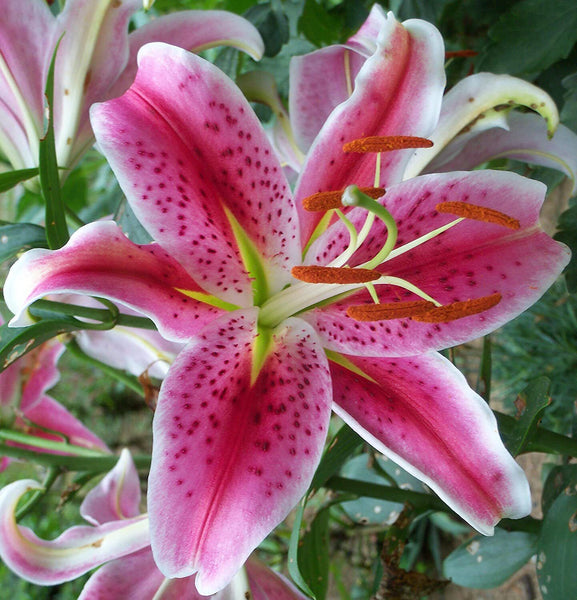 very tall lily flower ORIENTAL STARGAZER LILY FLOWER BULBS HARDY 3-4 FT TALL PERENNIAL PLANT – Danny Pleasant Gardens