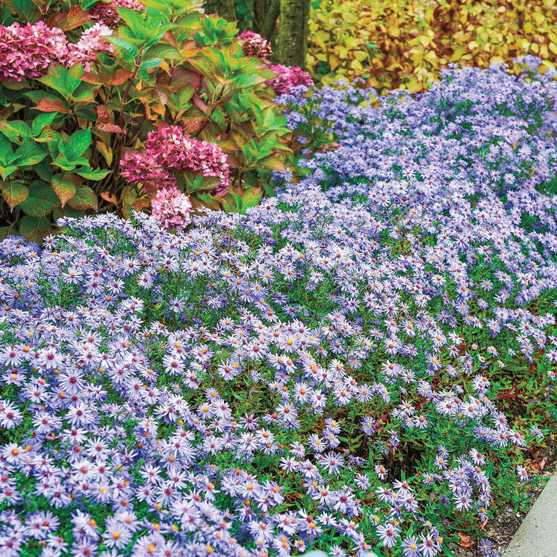 ASTER~WOODS BLUE~LIVE PLANT~HARDY PERENNIAL FLOWERS~LATE-SUMMER THRU FALL BLOOM!