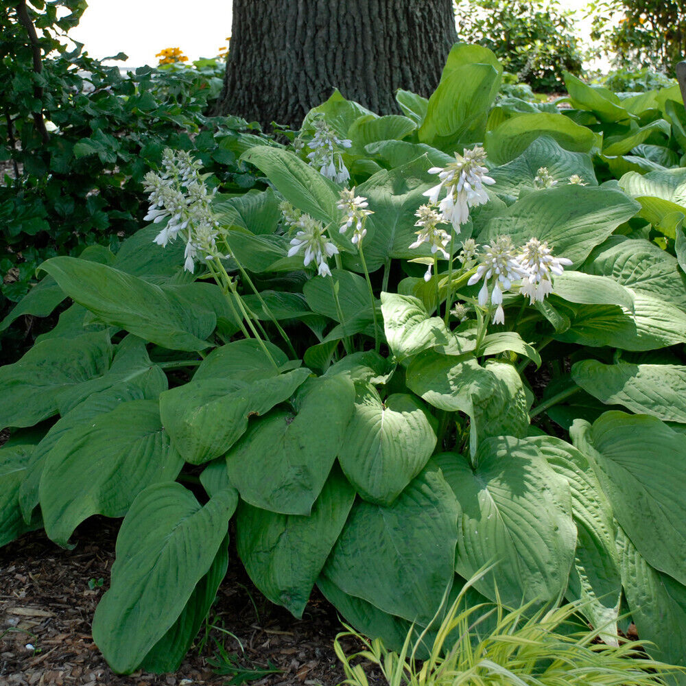 HOSTA 'T-REX' HARDY PERENNIAL SHADE PLANT GIANT PLANTAIN LILY W/ 18 X 14" LEAVES