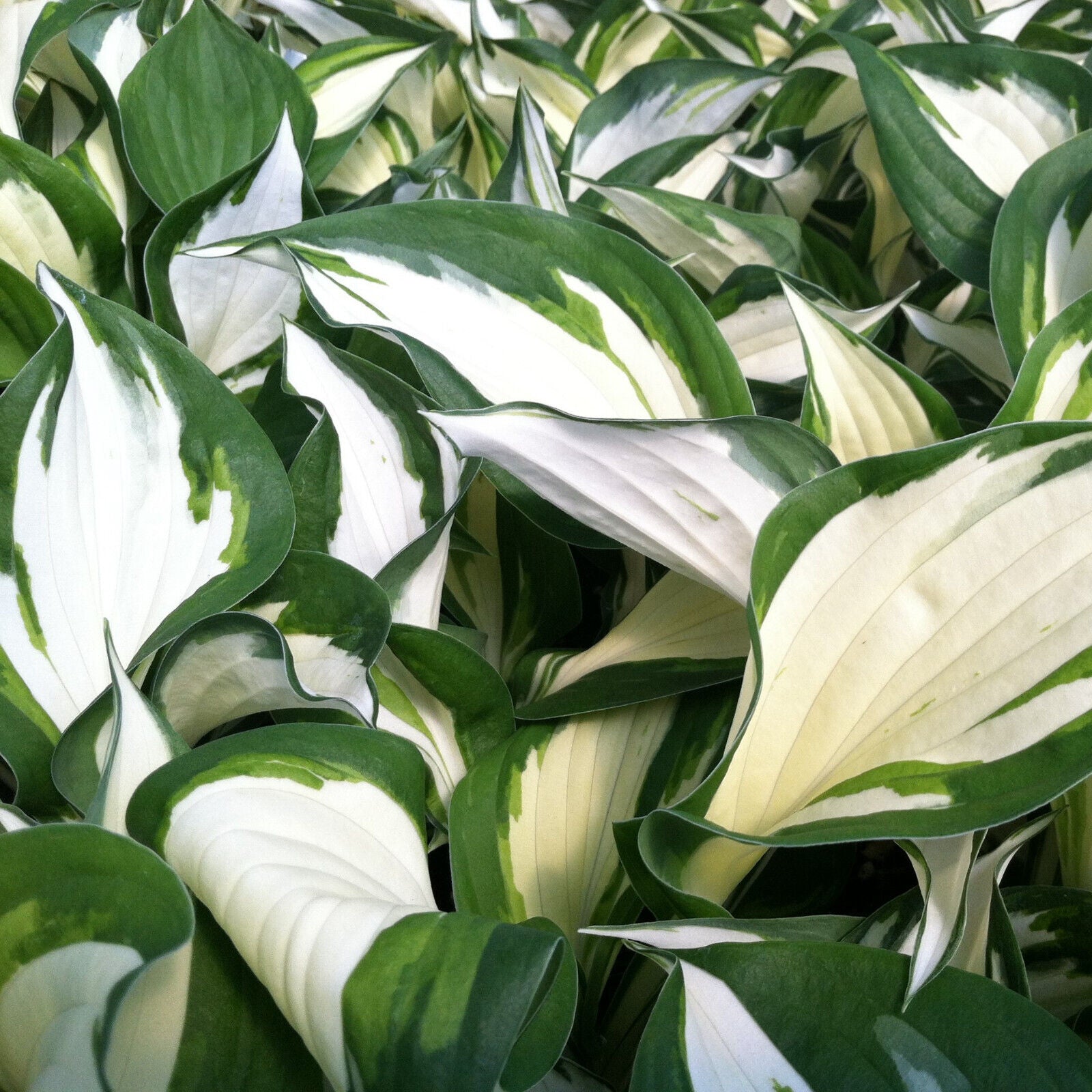 HOSTA~FIRE & ICE~PERENNIAL SHADE PLANT LAVENDER HUMMINGBIRD LILY VARIEGATED LEAF