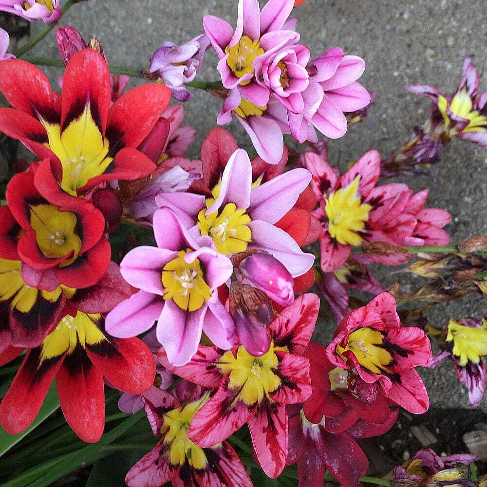 SPARAXIS 'TRICOLOR'~WAND FLOWER BULBS~RAINBOW MIXTURE OF COLORS~HARLEQUIN FLOWER