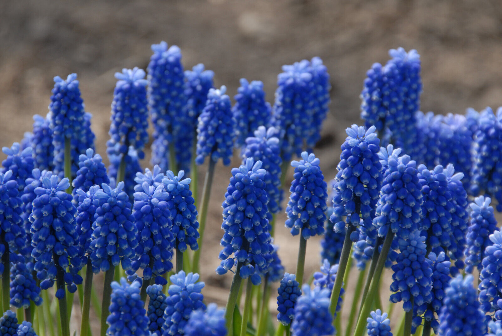 MUSCARI BLUE MAGIC~GRAPE HYACINTHS~FLOWER BULBS FRAGRANT PERENNIAL SPRING BLOOMS