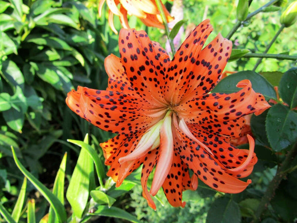 TIGER LILY ~FLORE PLENO~ FLOWER BULBS HARDY 3-5 FT. TALL PERENNIAL PLA –  Danny Pleasant Gardens