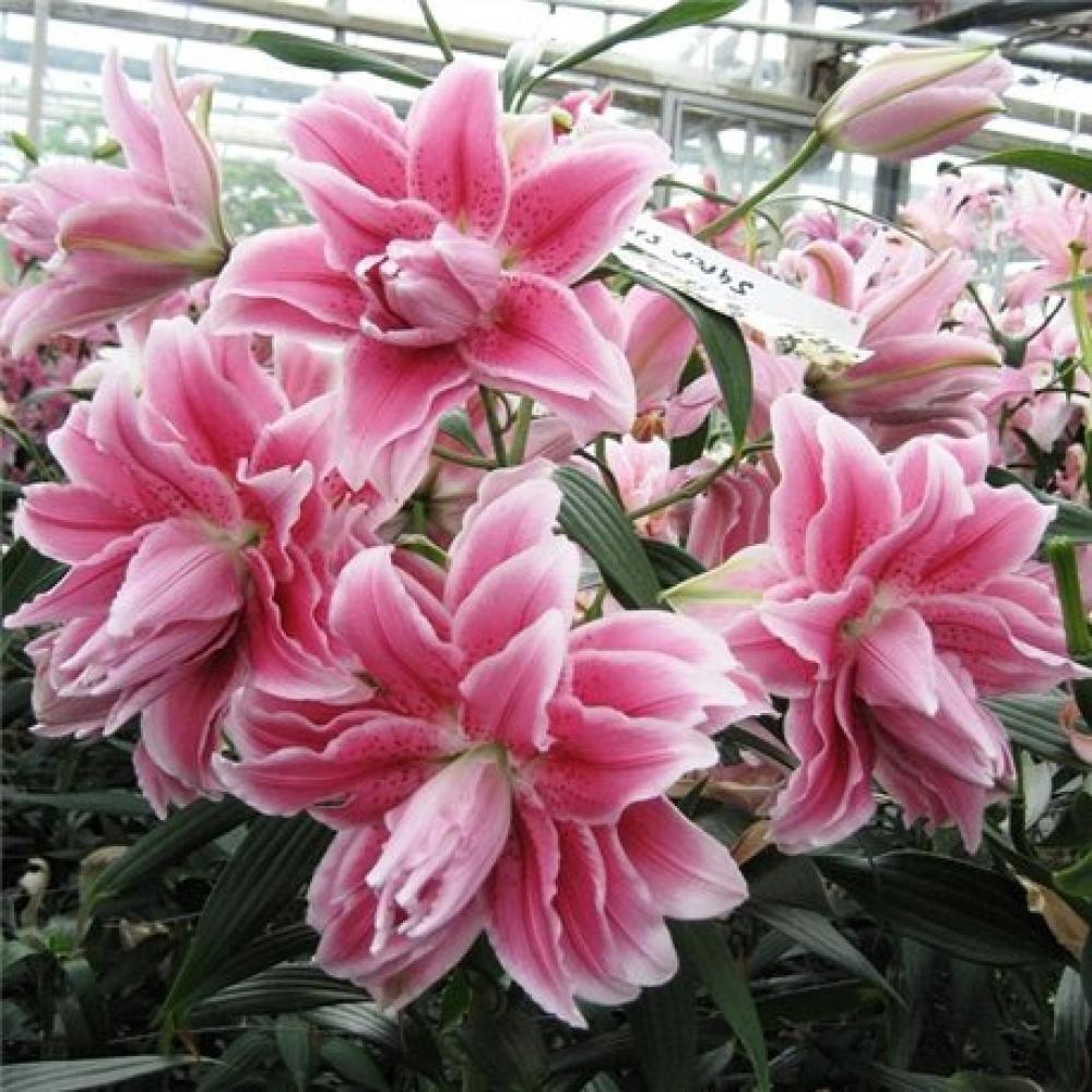 ISABELLA ROSE LILY FLOWER BULBS HARDY 2 FT. TALL FRAGRANT BLOOMS DOUBLE ORIENTAL