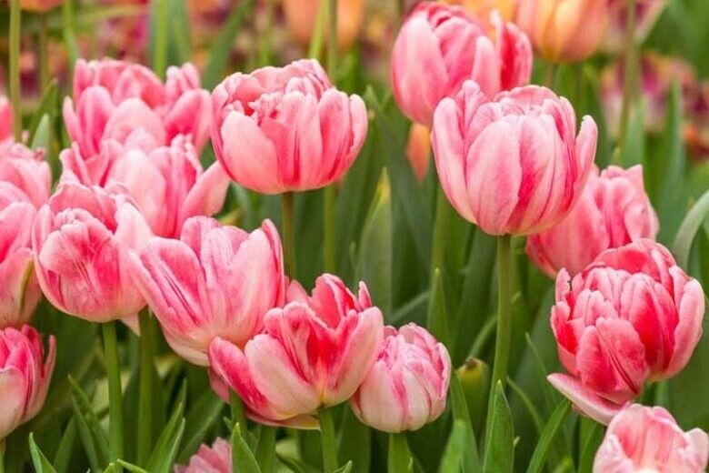FOXTROT~DOUBLE PEONY TULIP~PERENNIAL FLOWER BULBS PLANT NOW FOR SPRING BLOOMS!!!