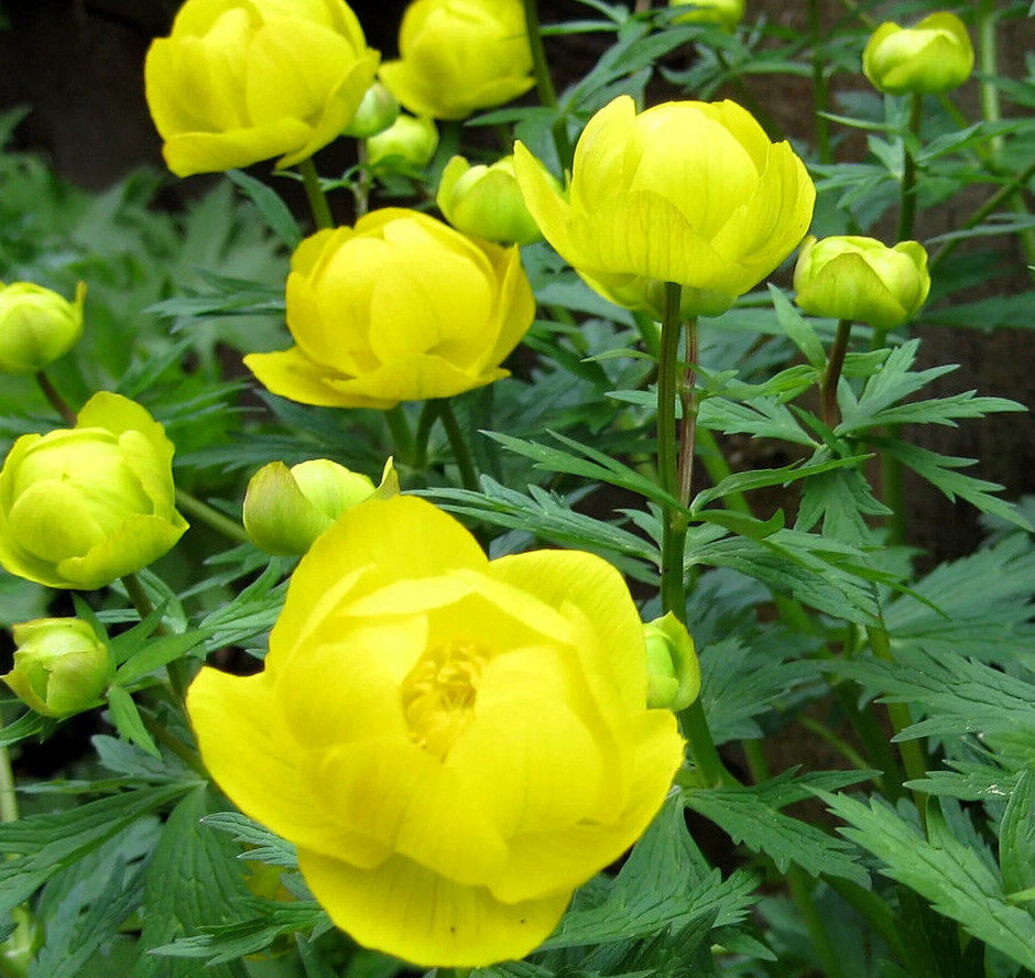 TROLLIUS EUROPAEUS~SUPERBUS~GLOBEFLOWER PLANT HARDY PERENNIAL VERY SHOWY FLOWERS