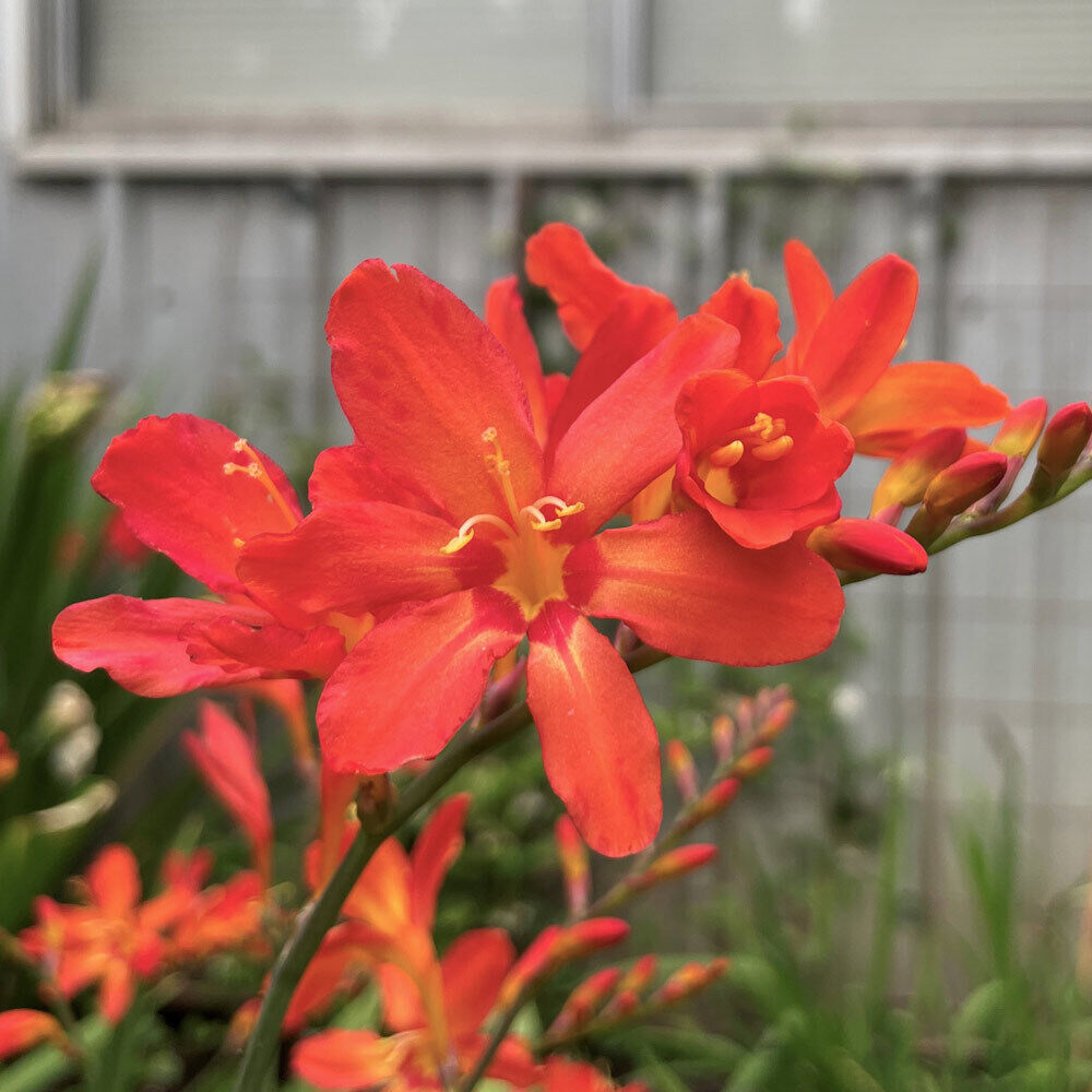 PICK YOUR DRAGON FLOWER - Choose From (7) Different Types of Crocosmia Bulbs!!!