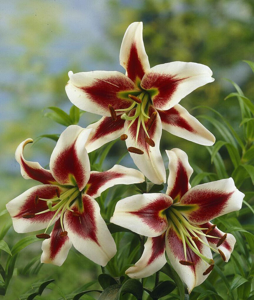 BEVERLY DREAMS TREE LILY FLOWER BULBS HARDY 4-8 FT. TALL GIANT FRAGRANT BLOOMS!!