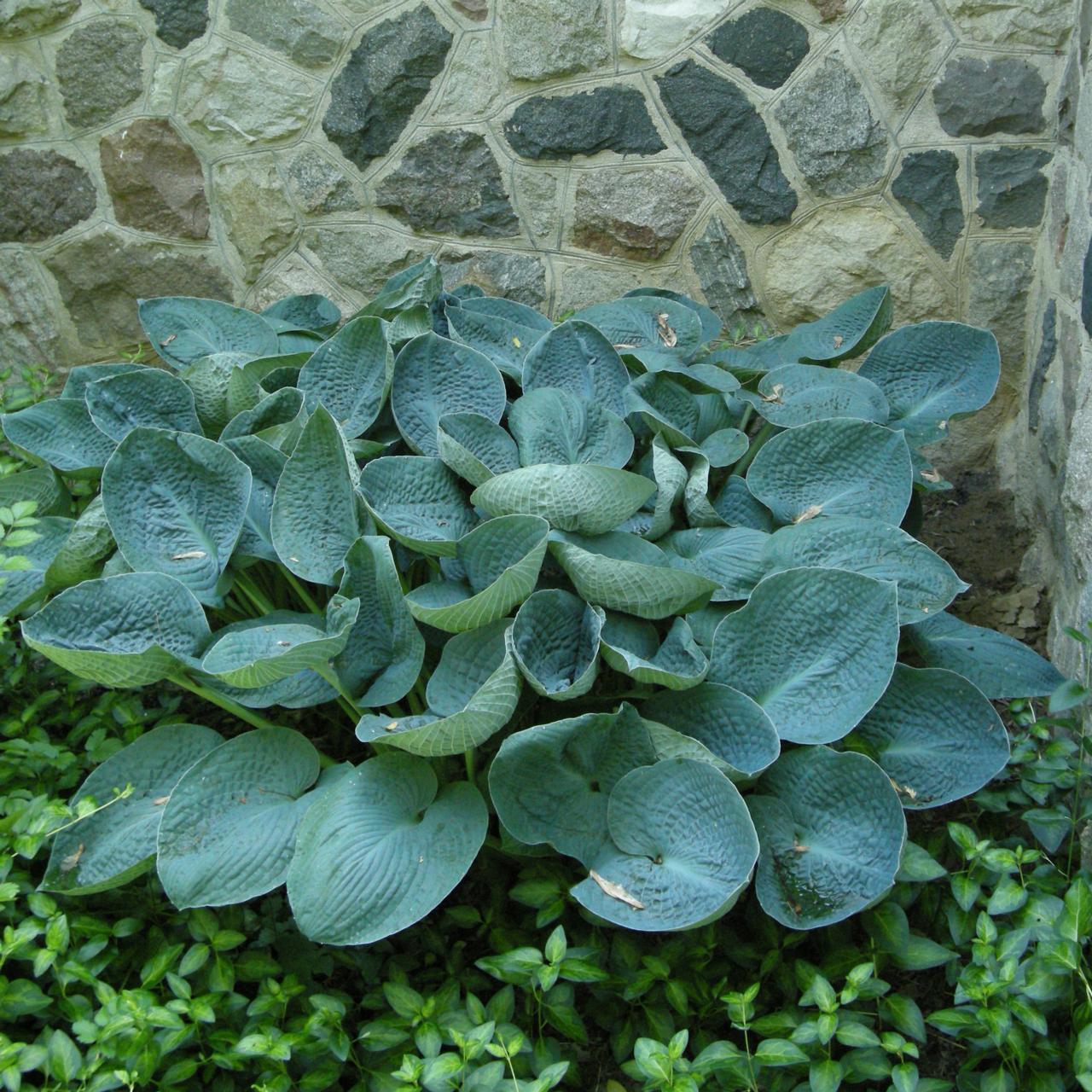 HOSTA 'BIG DADDY' HARDY PERENNIAL SHADE PLANT BEST BIG BLUE LEAF PLANTAIN LILY