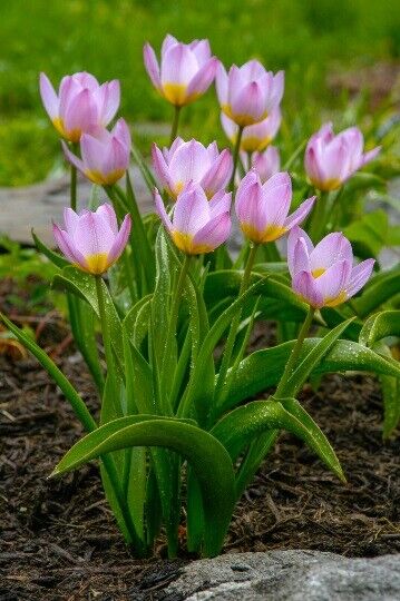 LILAC WONDER~TULIP BULBS~TRUE HARDY PERENNIAL PLANTS PLANT NOW FOR SPRING FLOWER