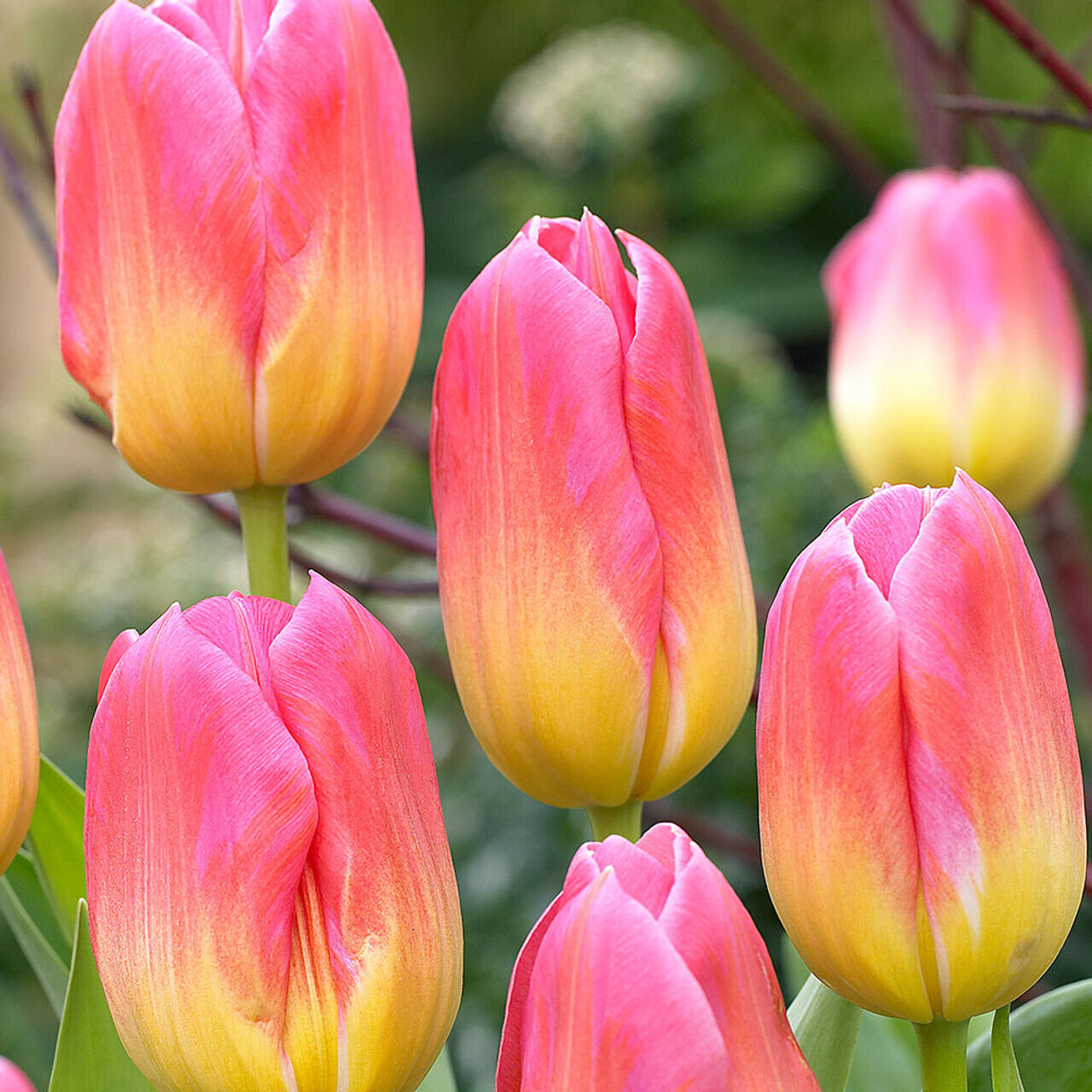 TRIUMPH TULIP~TOM POUCE~FLOWER BULBS~LARGE PINK BLOOMS WITH GOLDEN YELLOW BASE!!