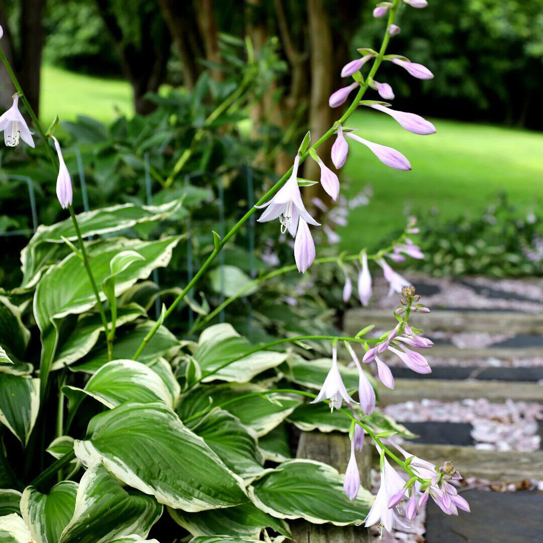HOSTA 'FRANCEE' HARDY PERENNIAL SHADE PLANT - THE BEST GREEN & WHITE FOLIAGE!!!