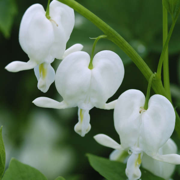 DICENTRA ~BLEEDING HEART~ PERENNIAL SHADE PLANTS ~PINK & WHITE~ PICK YOUR COLOR!