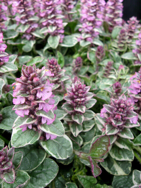 AJUGA~PINK LIGHTNING~~LIVE PLANT~VARIEGATED GROUND COVER HARDY PERENNIAL BLOOMS