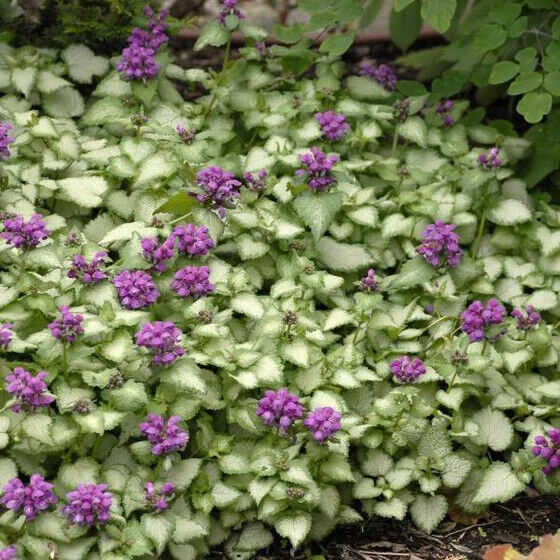 LAMIUM~PURPLE DRAGON~LIVE PLANT~SILVERY GREEN/WHITE GROUND COVER HARDY PERENNIAL