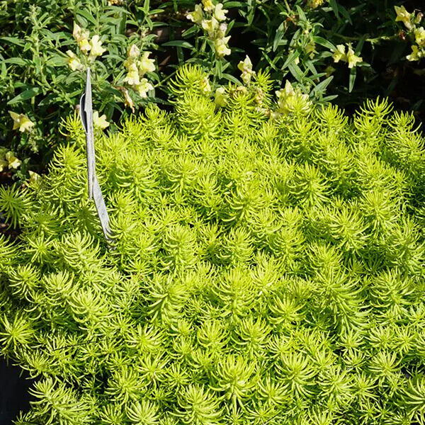 SEDUM SUNSPARKLER~ANGELINA'S TEACUP~STONECROP PLANT SUCCULENT MAT GROUND COVER!!