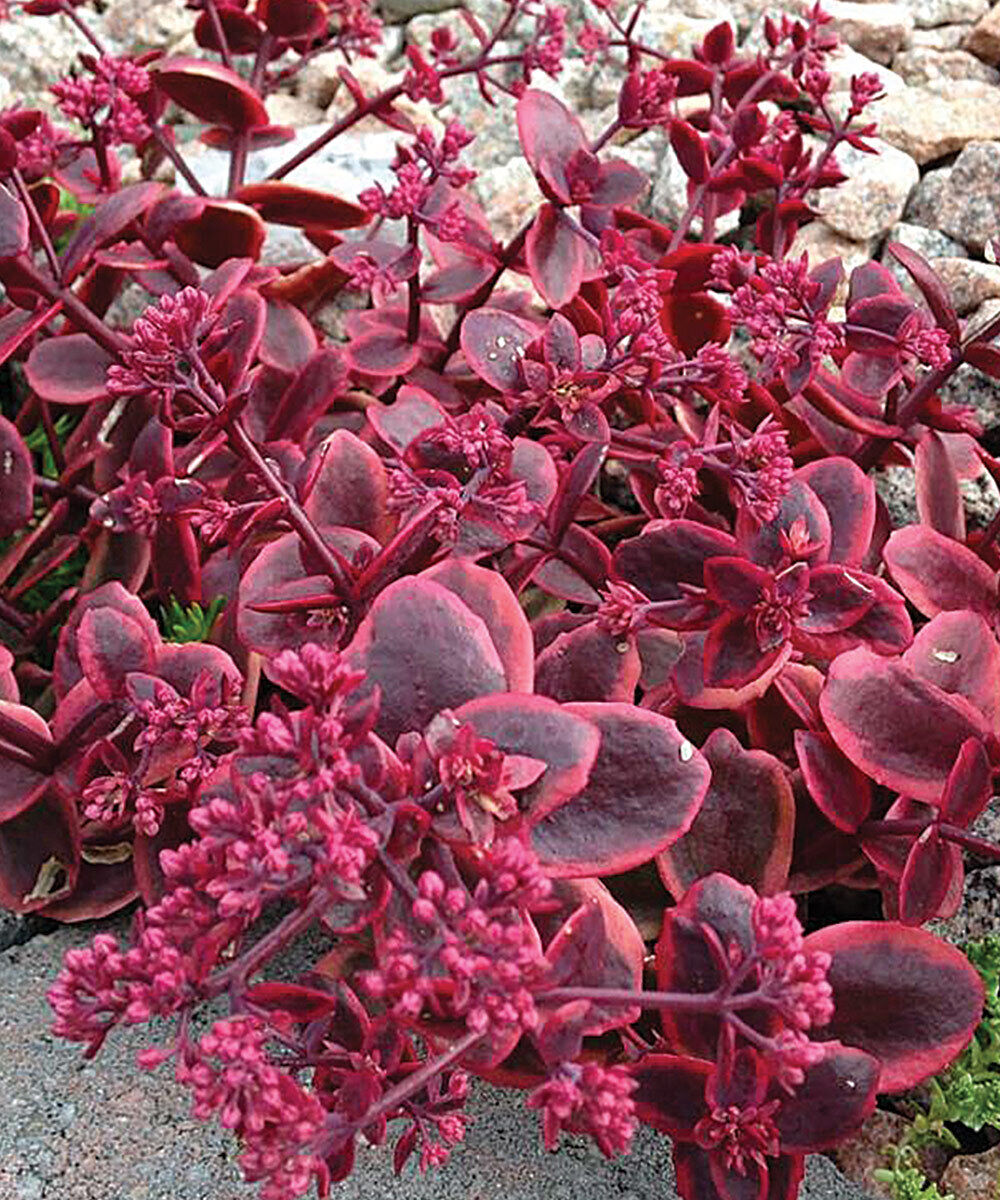 SEDUM SUNSPARKLER 'WILDFIRE' LIVE STONECROP PLANT SUCCULENT GARDEN SUMMER BLOOMS