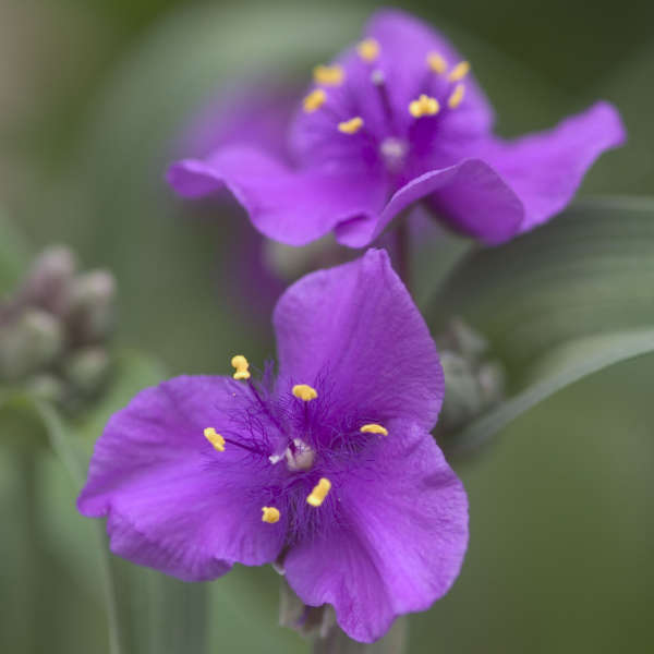 TRADESCANTIA~CONCORD GRAPE~SPIDERWORT PLANT HARDY PERENNIAL SHOWY PURPLE FLOWERS