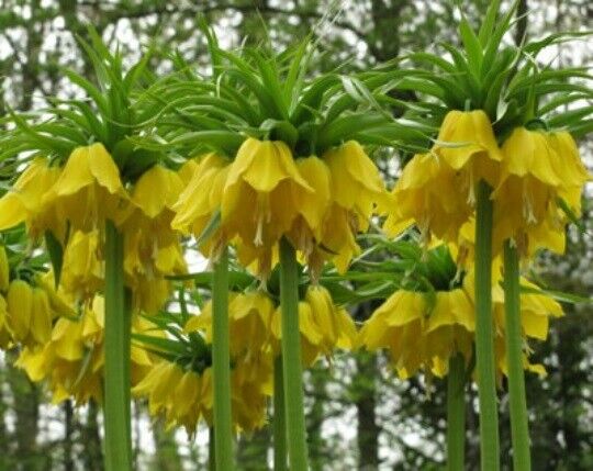 FRITILLARIA 'LUTEA'~CROWN IMPERIAL LILY~24/+CM BULBS~UNIQUE TALL AROMATIC PLANTS