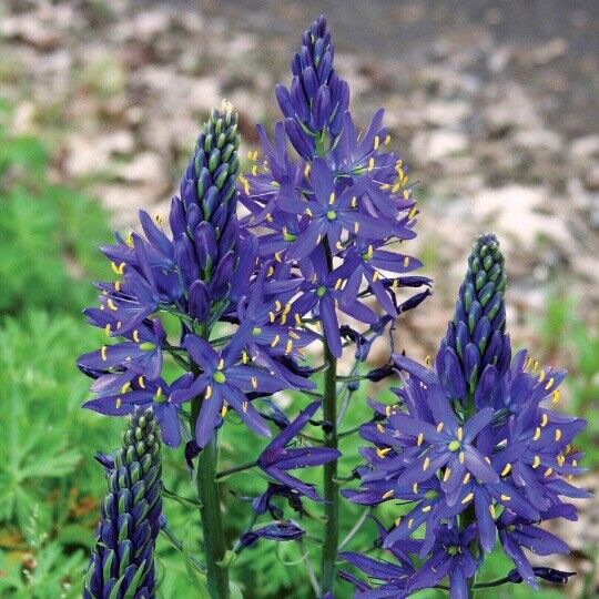 CAMASSIA 'QUAMASH' INDIAN HYACINTH FLOWER BULBS PLANT NOW FOR SPRING FLOWERS!!!
