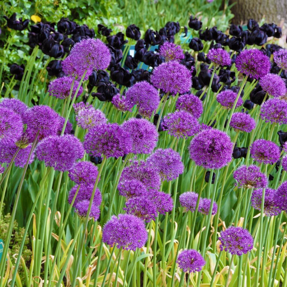 ALLIUM~PURPLE SENSATION~FLOWER BULBS~ORNAMENTAL ONIONS GARLIC LEEKS~PERENNIAL!!!