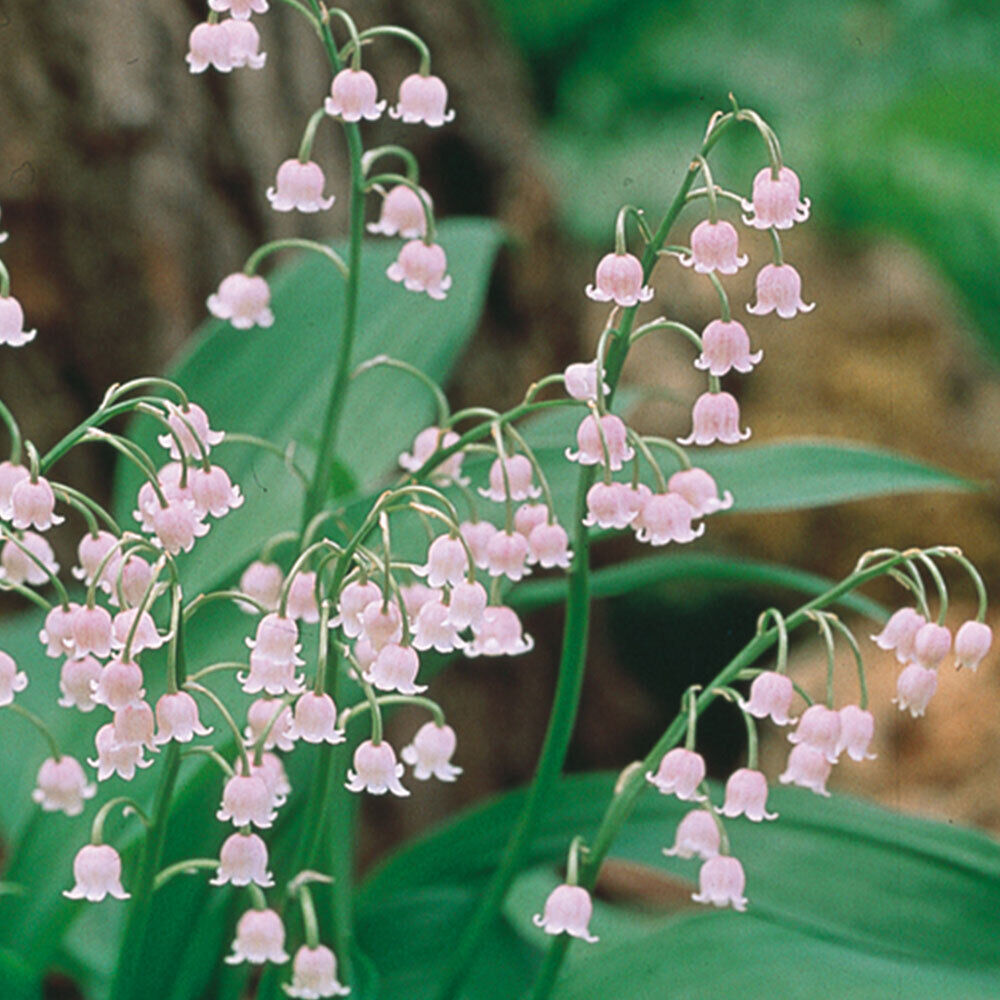 PINK LILY OF THE VALLEY~CONVILLARIA 'ROSEA'~LIVE PLANTS~PIPS~FRAGRANT FLOWERS!!!
