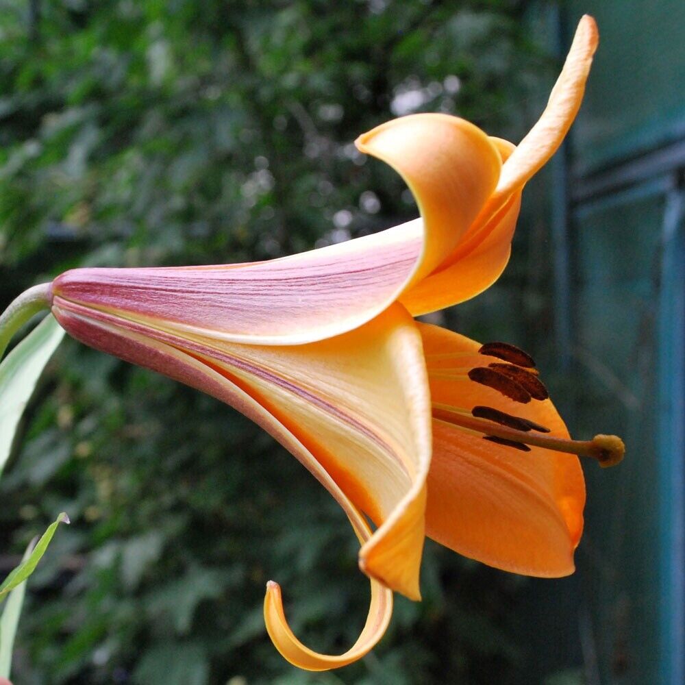 AFRICAN QUEEN TRUMPET LILY FLOWER BULBS HARDY 4-6 FT. TALL GIANT FRAGRANT BLOOMS
