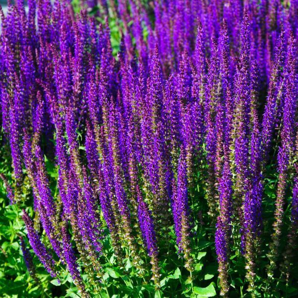 SALVIA NEMOROSA~CARADONNA~DARK PURPLE SAGE PLANTS AROMATIC HARDY PERENNIAL FUN!!