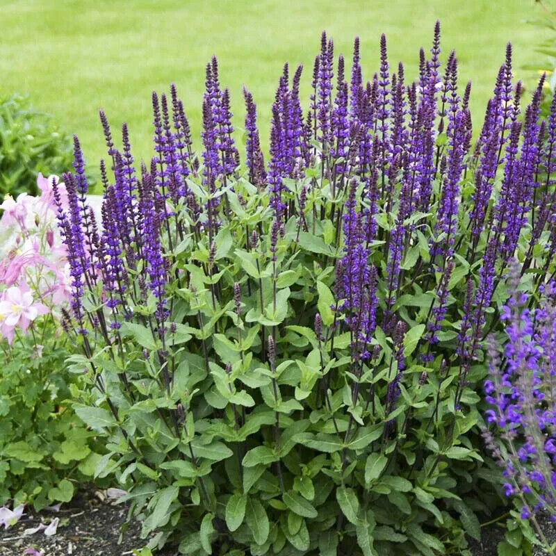 SALVIA NEMOROSA~CARADONNA~DARK PURPLE SAGE PLANTS AROMATIC HARDY PERENNIAL FUN!!