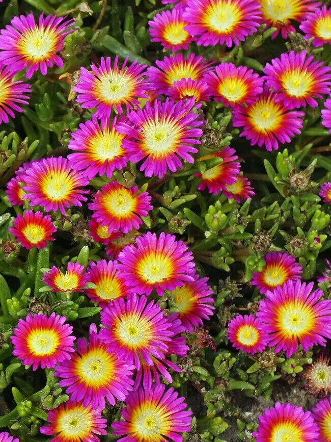DELOSPERMA~HOT PINK WONDER~ICE PLANT HARDY SUCCULENT MAT GROUND COVER PERENNIAL!