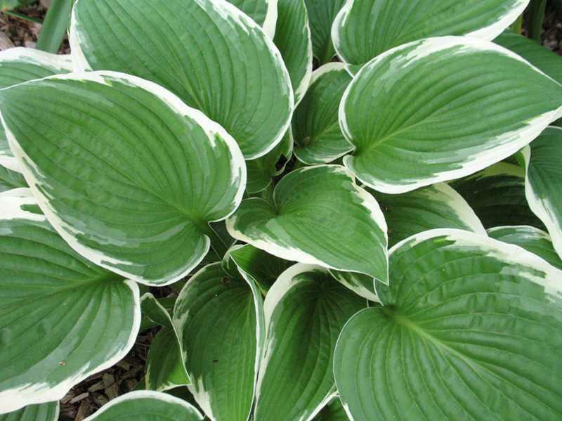 HOSTA 'FRANCEE' HARDY PERENNIAL SHADE PLANT FOLIAGE PURPLE HUMMINGBIRD LILY