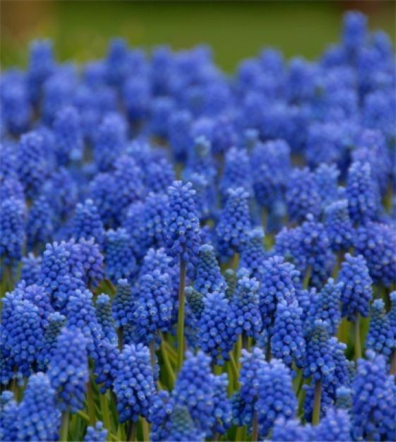MUSCARI BLUE MAGIC~GRAPE HYACINTHS~FLOWER BULBS FRAGRANT PERENNIAL SPRING BLOOMS