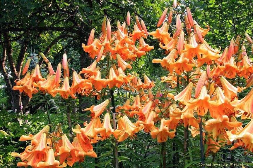 AFRICAN QUEEN TRUMPET LILY FLOWER BULBS HARDY 4-6 FT. TALL GIANT FRAGRANT BLOOMS