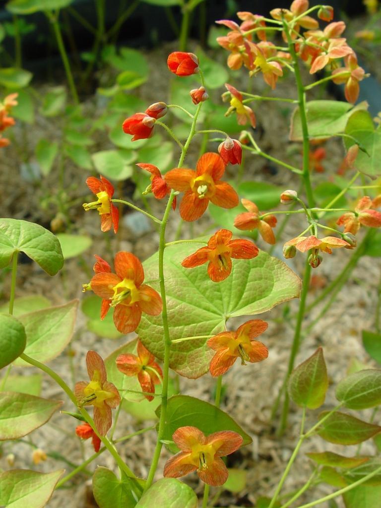 EPIMEDIUM WARLEYENSE 'ORANGE QUEEN '~FAIRY WINGS~HARDY PERENNIAL PLANT FOR SHADE