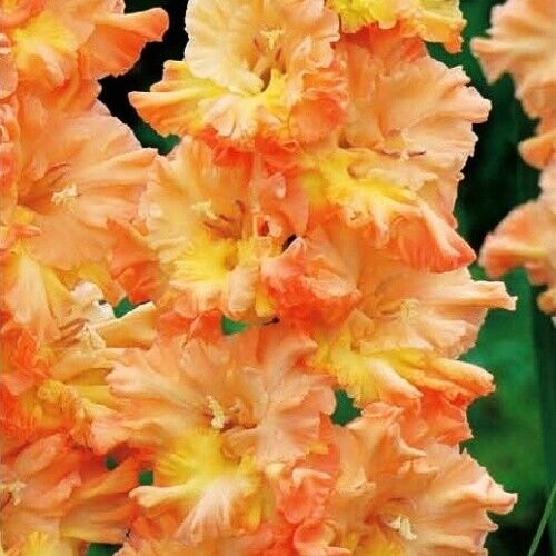 SWORD LILY~THE GREAT QUEEN ELIZABETH~FLOWER BULBS~FANCY PARROT GLADIOLUS~50"TALL