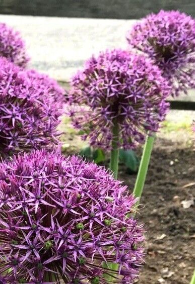 ALLIUM CHRISTOPHII~STAR OF PERSIA~HARDY PERENNIAL FLOWER BULBS ORNAMENTAL ONIONS