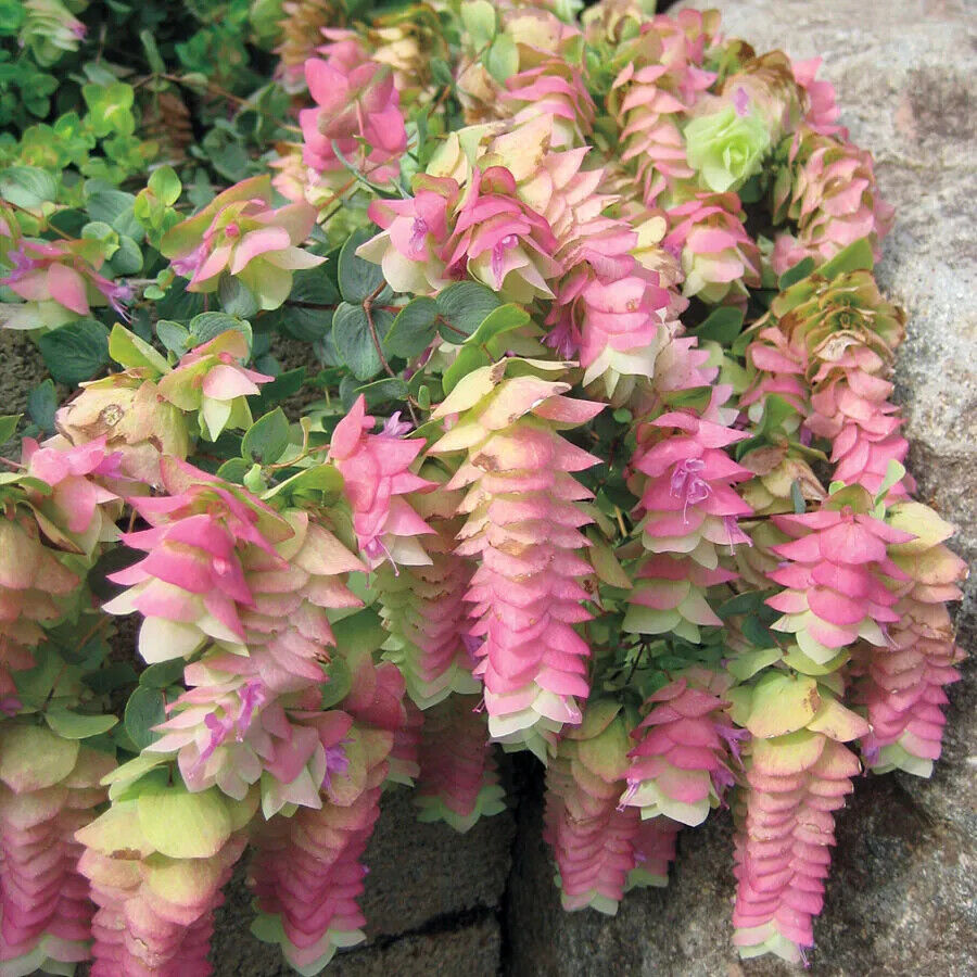 ORIGANUM ROTUNDIFOLIUM~KENT BEAUTY~ORNAMENTAL OREGANO PLANT HARDY PERENNIAL HERB