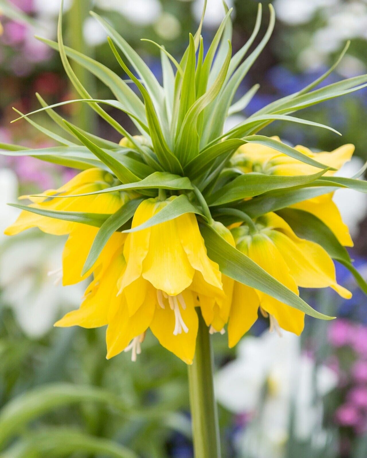 FRITILLARIA 'LUTEA'~CROWN IMPERIAL LILY~24/+CM BULBS~UNIQUE TALL AROMATIC PLANTS