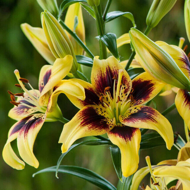 YELLOW & BLACK LILY~LIONHEART~FLOWER BULBS 4 FT TALL PERENNIAL LIVE PLANT FEEDER