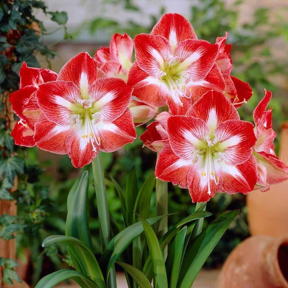 AMARYLLIS 'MINERVA'~28/+CM BULB~INDOOR FLOWERING PLANT; CHERRY-RED & WHITE BLOOM