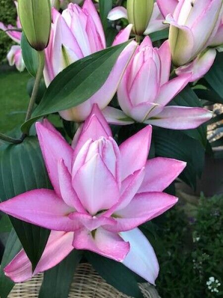 ANOUSKA ROSE LILY FLOWER BULBS HARDY 2 FEET TALL FRAGRANT BLOOMS DOUBLE ORIENTAL