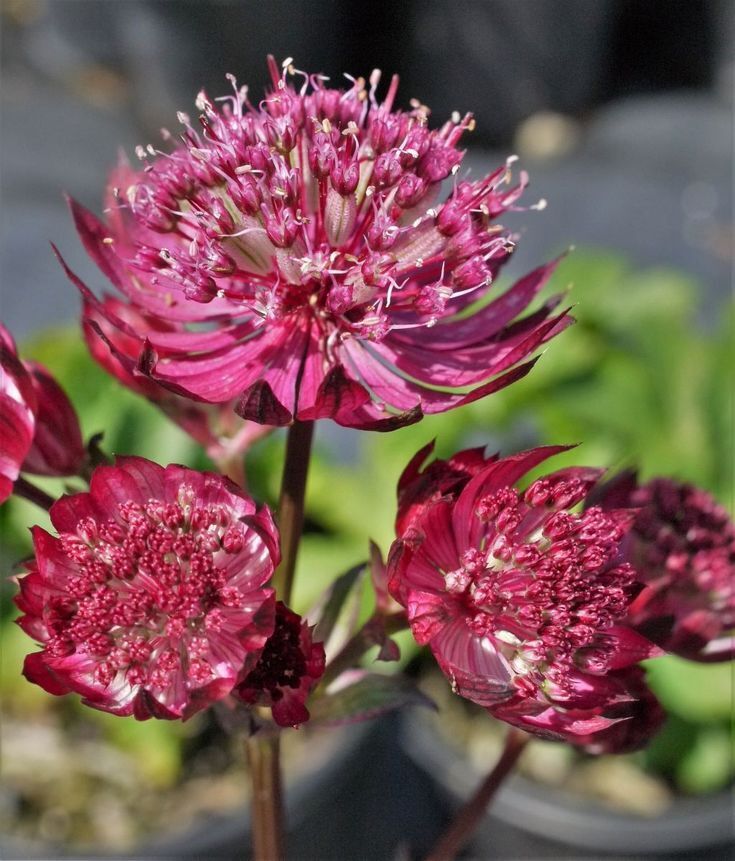 ASTRANTIA~MASTERWORT~STAR OF BILLIONS-OR-STAR OF FIRE~PICK YOUR COLOR OR BOTH!!!