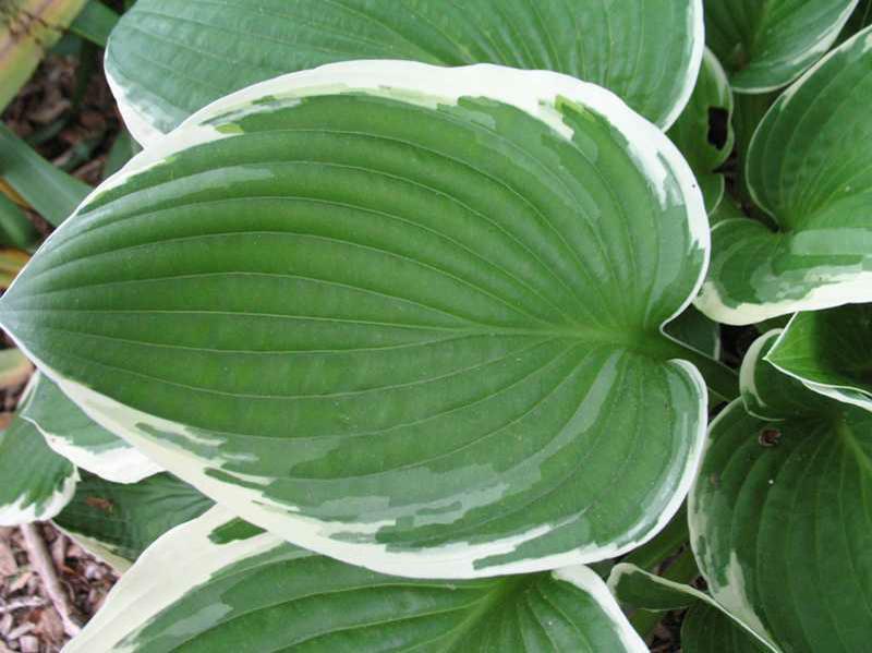 HOSTA 'FRANCEE' HARDY PERENNIAL SHADE PLANT FOLIAGE PURPLE HUMMINGBIRD LILY