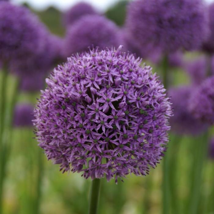 LARGE Allium 'Gladiator' Flower Bulbs, Plant Now for Tall Purple Spring Blooms!!